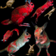 Imagen para el artículo titulado Descubren un nuevo animal que brilla en la oscuridad bajo luz UV, y la razón puede ser muy ingeniosa: camuflaje
